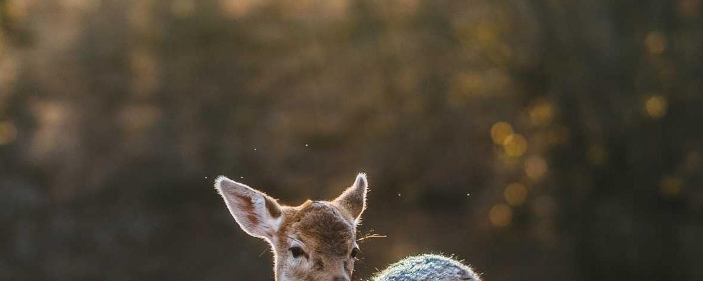 Burial & Cemetery Services in Boulder City, Nevada: Costs & Options (2026) hero image