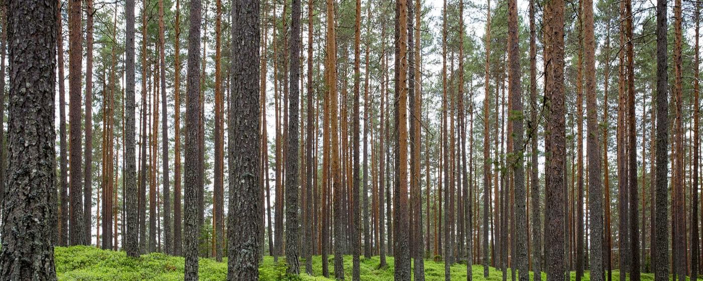 Burial & Cemetery Services in East Rockaway, New York: Costs & Options (2026) hero image