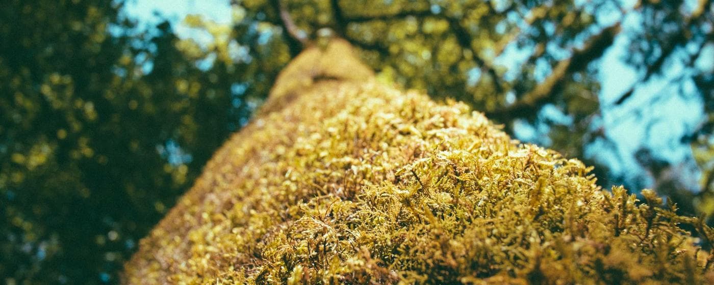 Burial & Cemetery Services in Elmhurst, Illinois: Costs & Options (2026) hero image