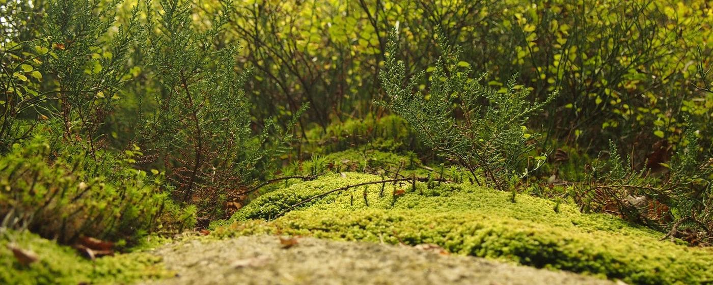 Burial & Cemetery Services in Macon, Georgia: Costs & Options (2026) hero image