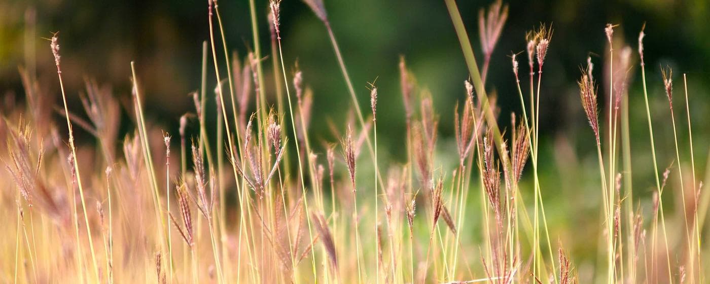 Burial & Cemetery Services in Melbourne, Florida: Costs & Options (2026) hero image