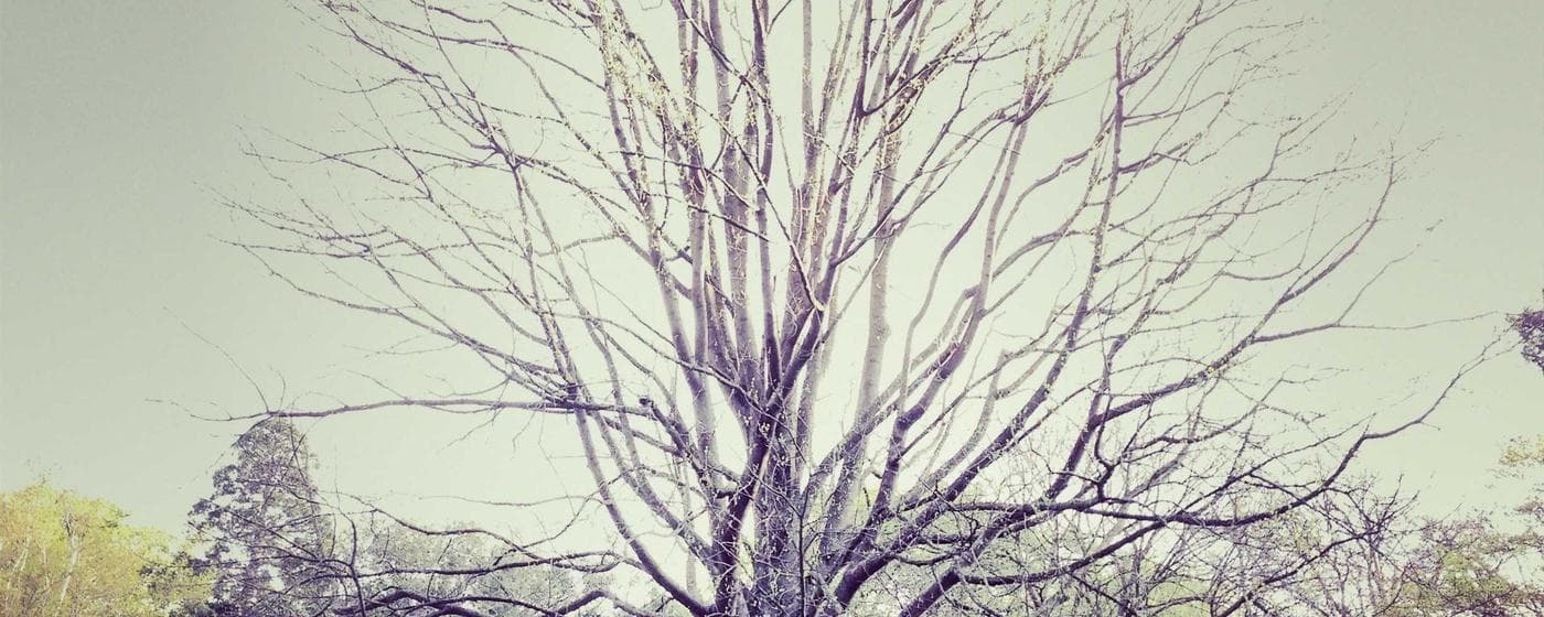 Burial & Cemetery Services in Middletown, Delaware: Costs & Options (2026) hero image