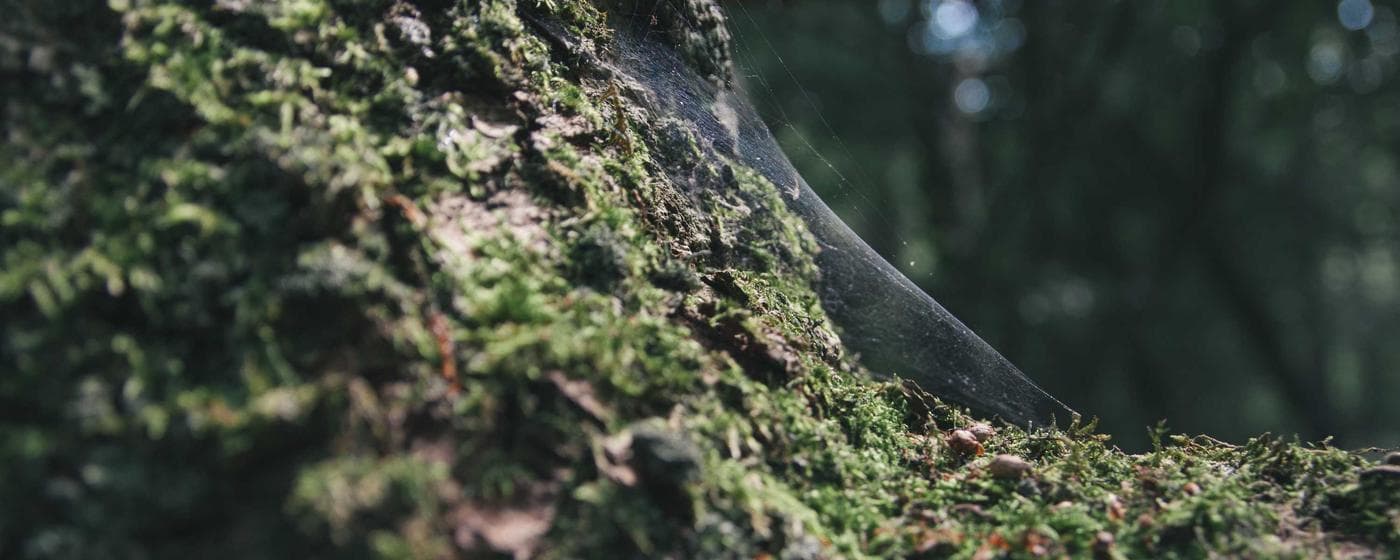 Burial & Cemetery Services in Riverview, Florida: Costs & Options (2026) hero image