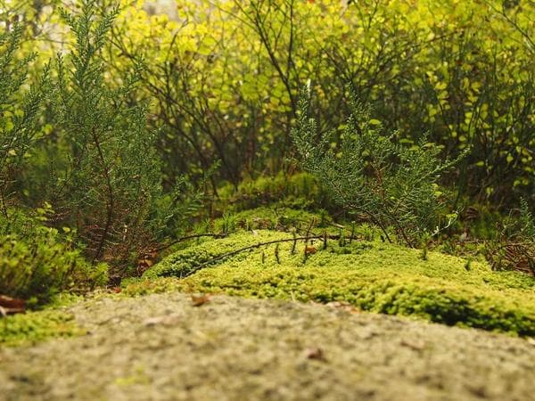 Burial & Cemetery Services in Rocklin, California: Costs & Options (2026)