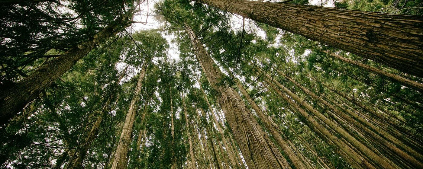 Cremation Services in Alexandria, Louisiana: Costs, Providers & Options (2026) hero image