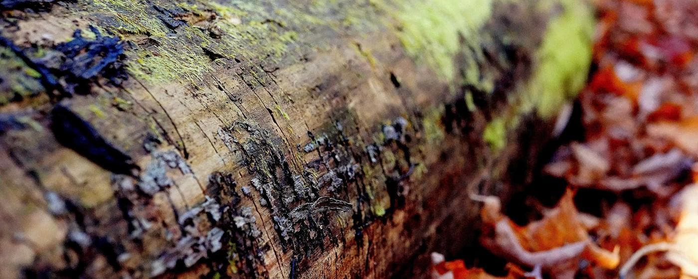 Cremation Services in Belpre, Ohio: Costs, Providers & Options (2026) hero image