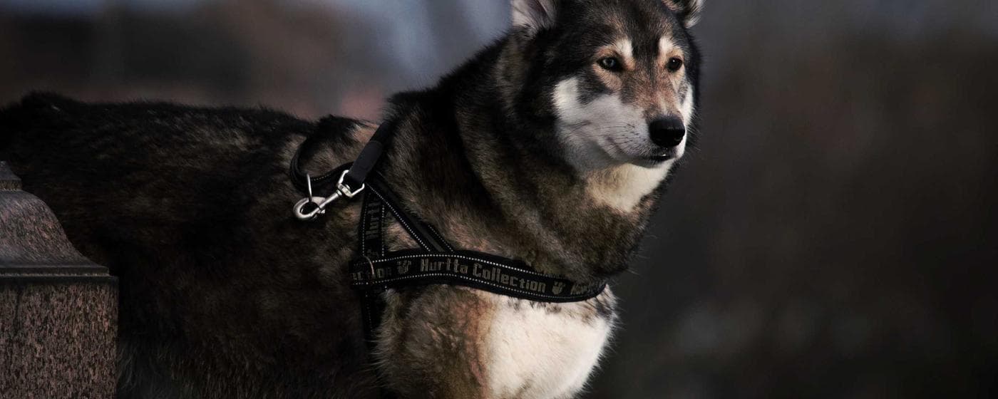 Cremation Services in Binghamton, New York: Costs, Providers & Options (2026) hero image