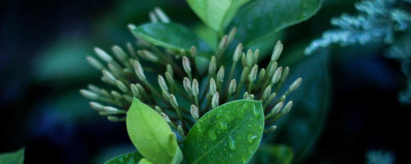 Cremation Services in Catasauqua, Pennsylvania: Costs, Providers & Options (2026) hero image