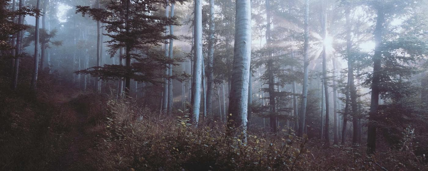 Cremation Services in Fort Mill, South Carolina: Costs, Providers & Options (2026) hero image