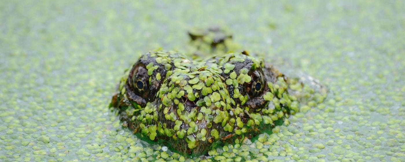 Cremation Services in Ligonier, Indiana: Costs, Providers & Options (2026) hero image