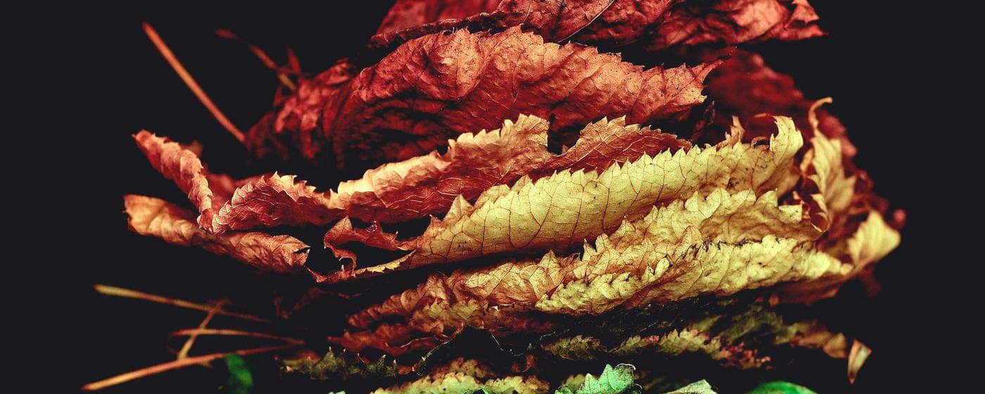 Cremation Services in Morganton, North Carolina: Costs, Providers & Options (2026) hero image