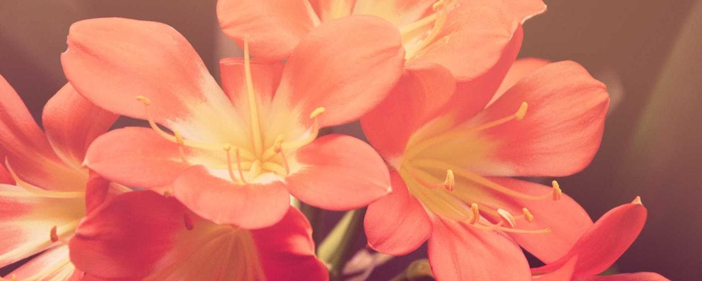 Cremation Services in Northwood, Iowa: Costs, Providers & Options (2026) hero image