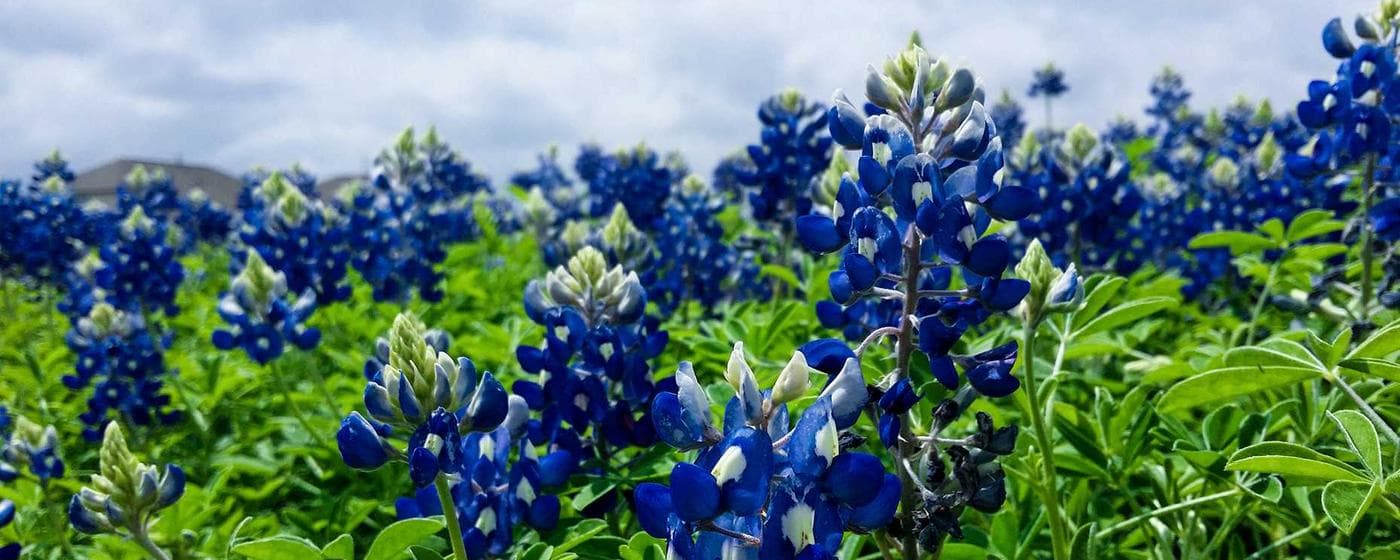 Cremation Services in Oak Harbor, Washington: Costs, Providers & Options (2026) hero image