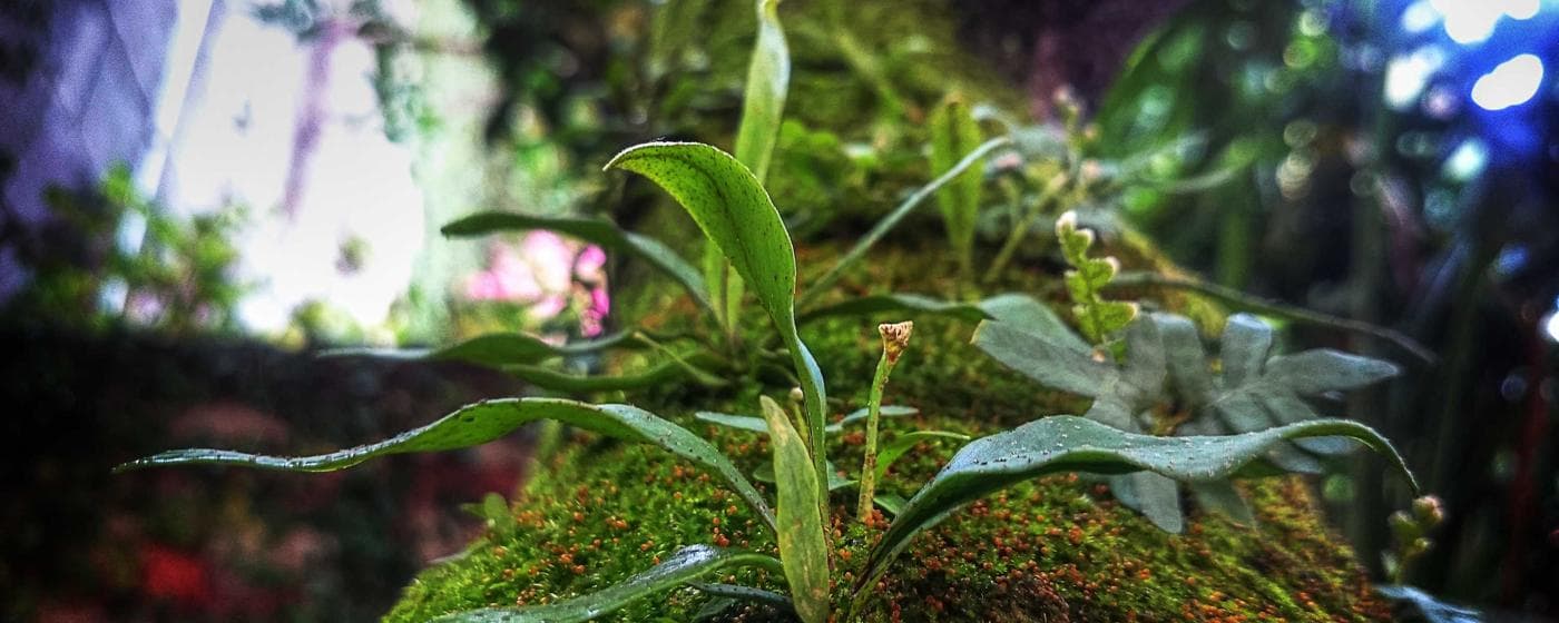 Cremation Services in Oakland, California: Costs, Providers & Options (2026) hero image