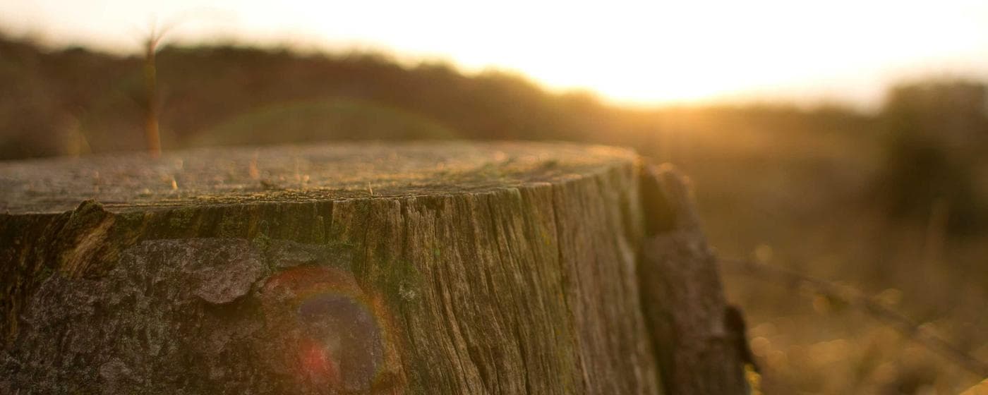 Cremation Services in Palmdale, California: Costs, Providers & Options (2026) hero image