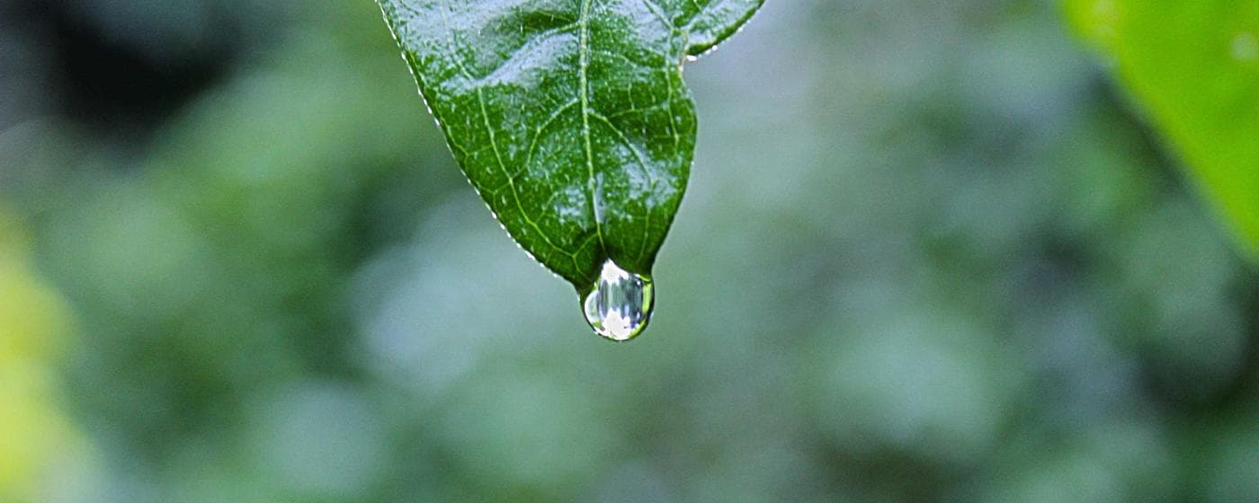 Cremation Services in Roanoke Rapids, North Carolina: Costs, Providers & Options (2026) hero image