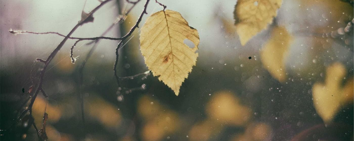 Cremation Services in Skokie, Illinois: Costs, Providers & Options (2026) hero image