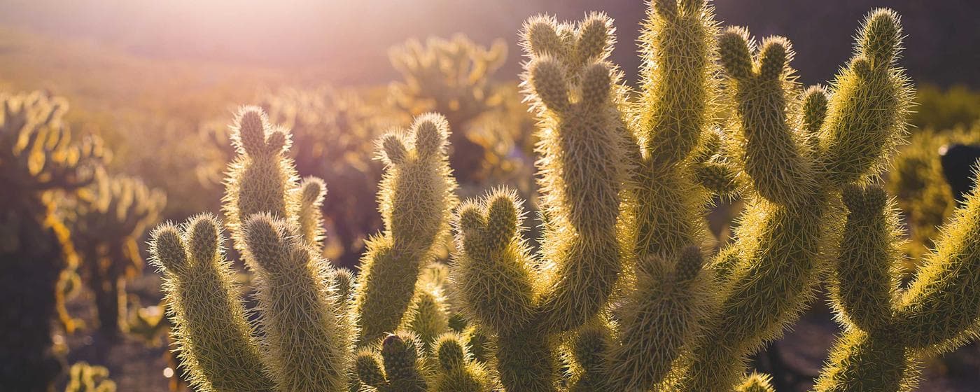 Cremation Services in Stockton, California: Costs, Providers & Options (2026) hero image