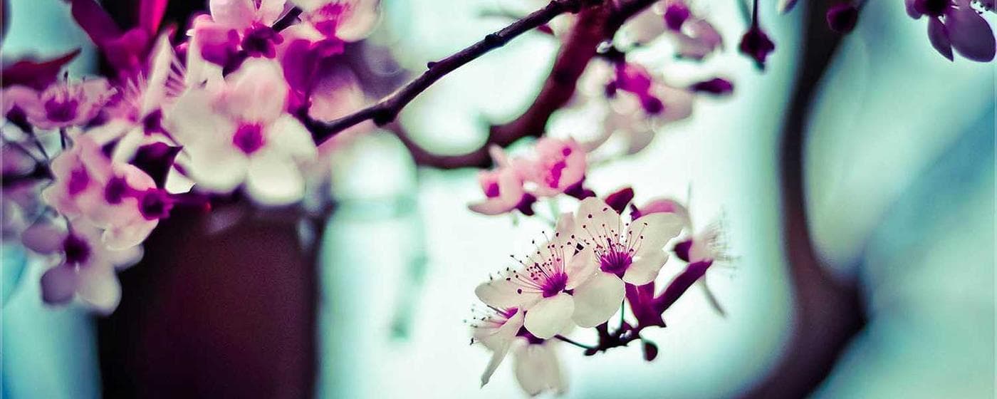 Cremation Services in Westchester, Illinois: Costs, Providers & Options (2026) hero image