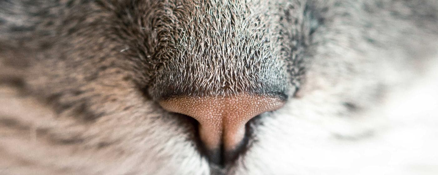 Funeral Homes in Broussard, Louisiana: Services, Costs & Reviews (2026) hero image