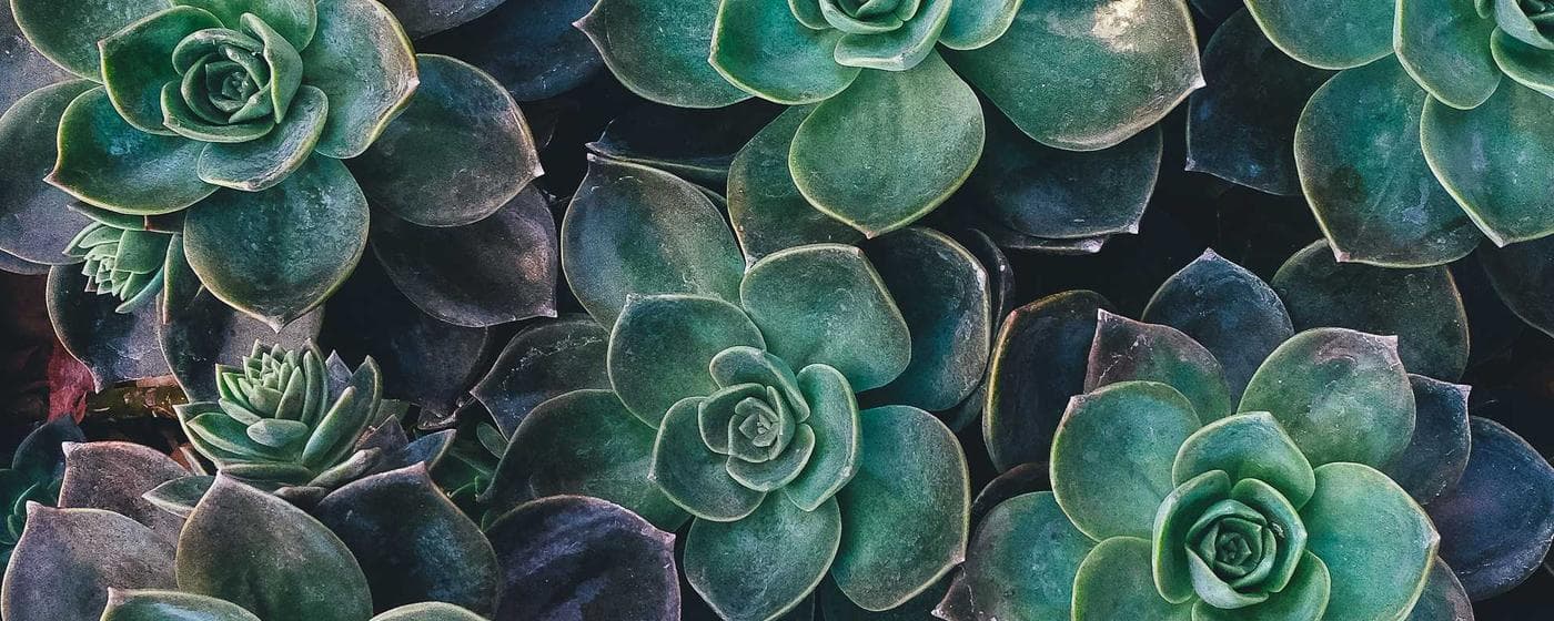 Funeral Homes in Lacey, Washington: Services, Costs & Reviews (2026) hero image