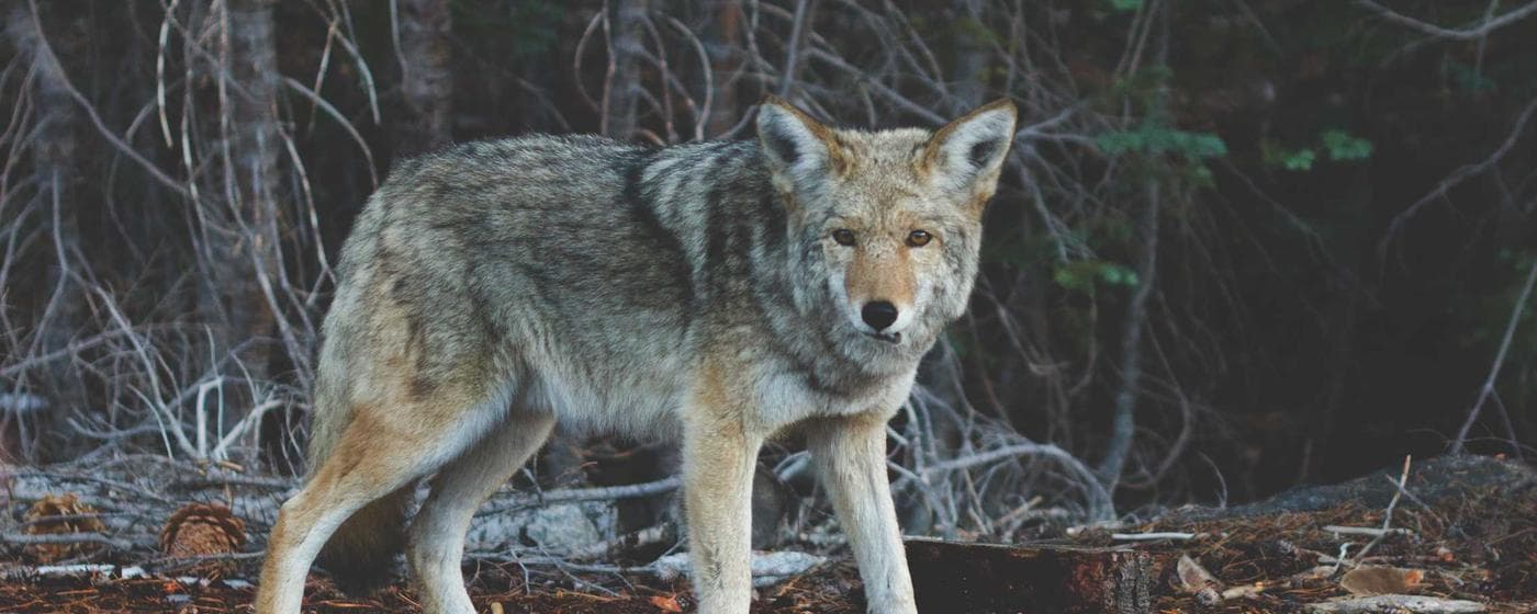 How to File for Probate in Carter County, Tennessee: A Comprehensive Guide hero image