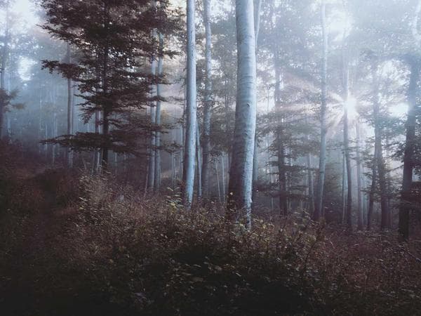 Ohio Probate Timeline: Navigating the Process After a Loss